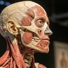 Anatomía y fisiología craneofacial